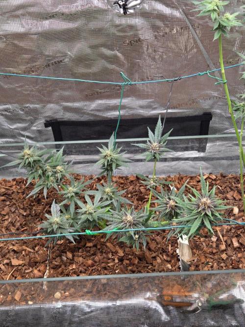 lemon cherry cookies auto. Week 10