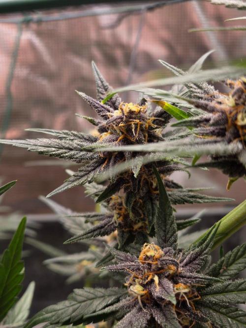 lemon cherry cookies auto. Week 10
