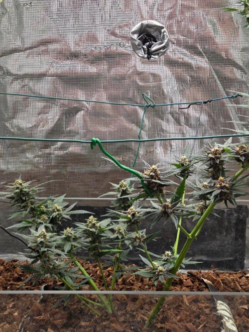 lemon cherry cookies auto. Week 10