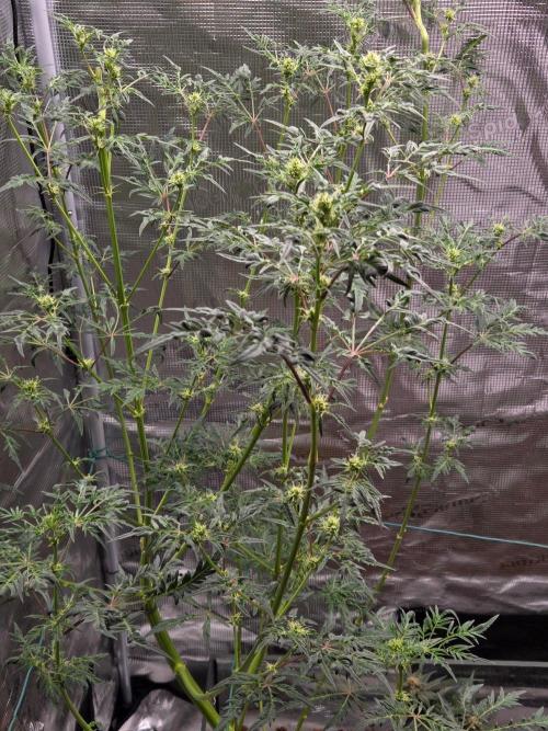 Skunktrail fem. Week 11