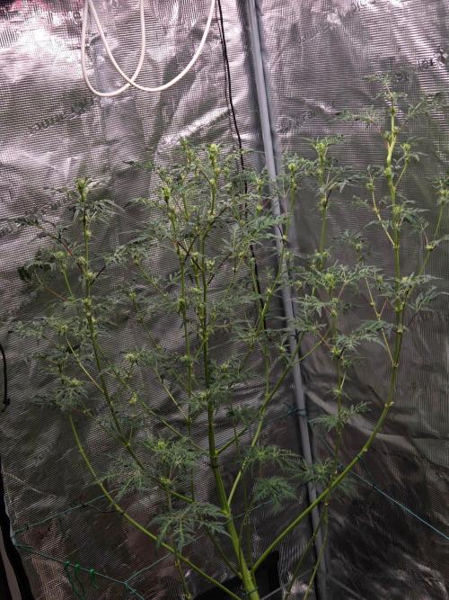 Skunktrail fem. Week 11
