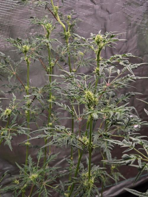 Skunktrail fem. Week 11