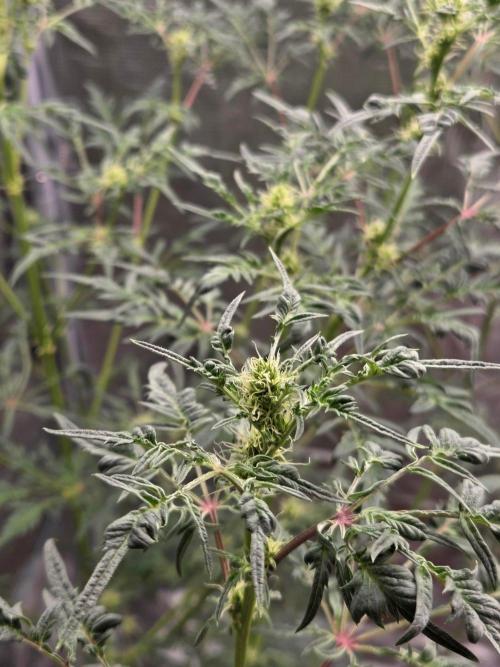 Skunktrail fem. Week 11
