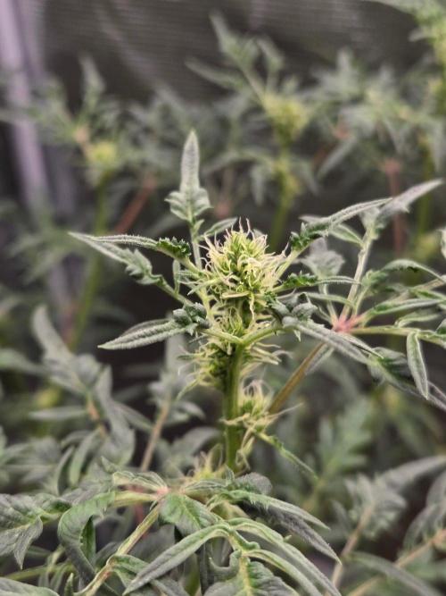 Skunktrail fem. Week 11