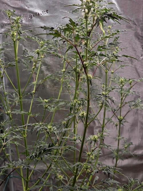 Skunktrail fem. Week 11