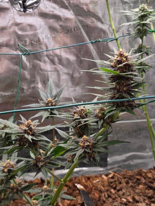 lemon cherry cookies auto. Week 11