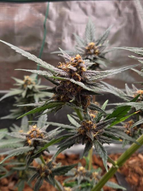 lemon cherry cookies auto. Week 11