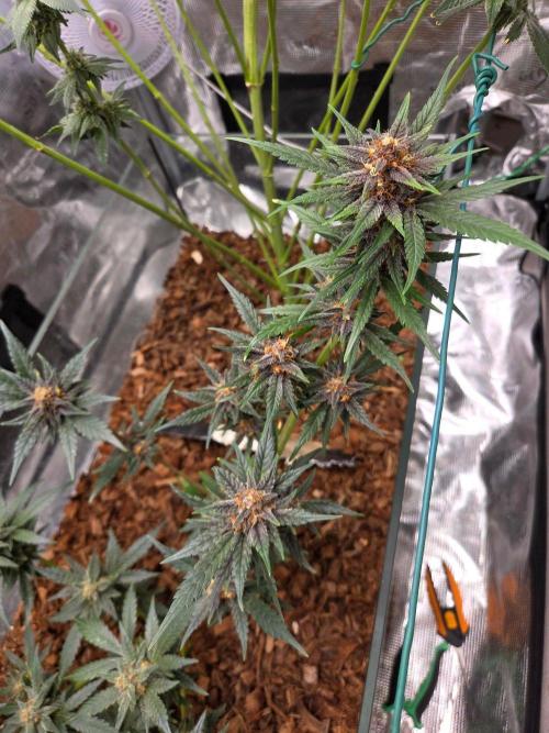 lemon cherry cookies auto. Week 11