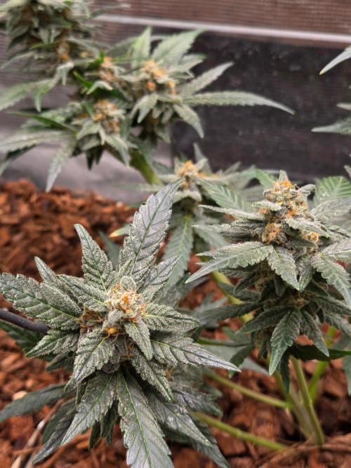 lemon cherry cookies auto. Week 11