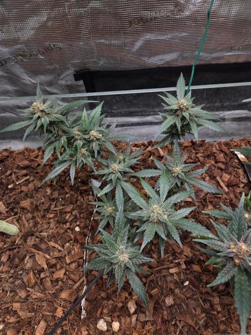 lemon cherry cookies auto. Week 11