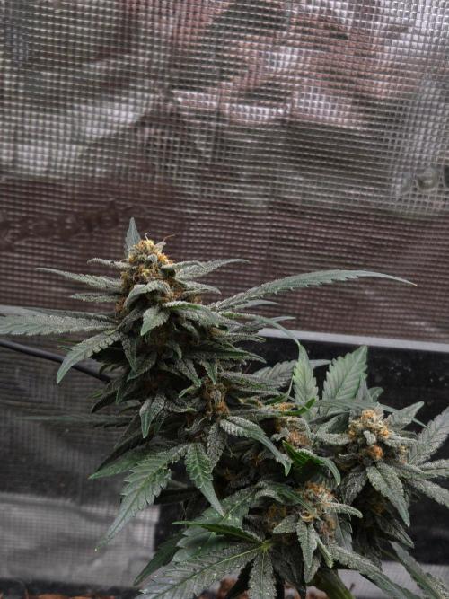 lemon cherry cookies auto. Week 11