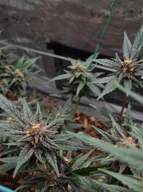 lemon cherry cookies auto. Week 11