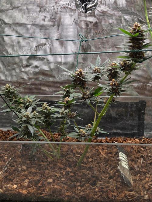 lemon cherry cookies auto. Week 11