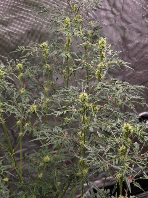 Skunktrail fem. Week 12