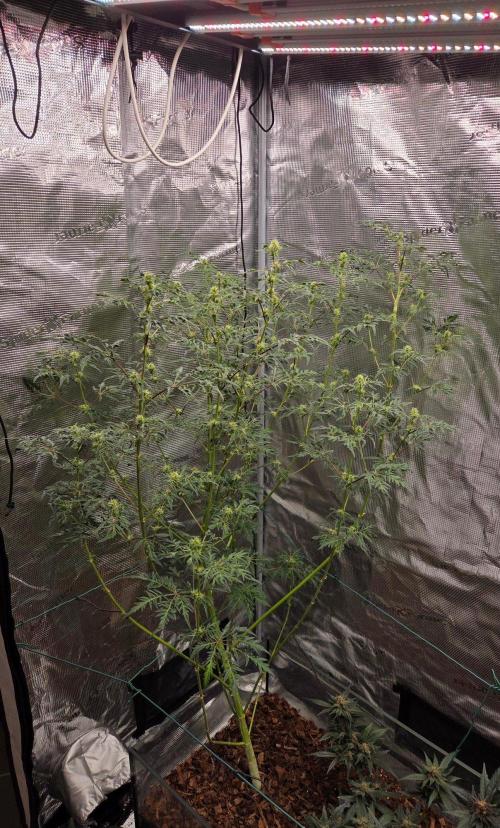 Skunktrail fem. Week 12