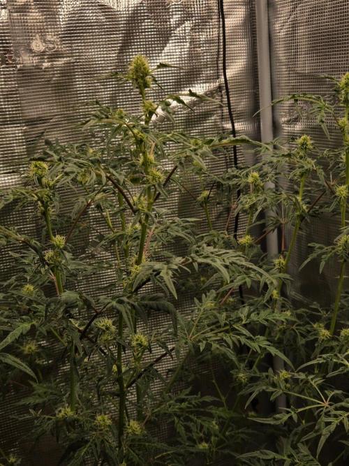 Skunktrail fem. Week 12