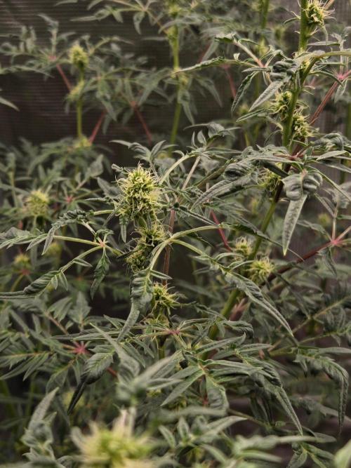 Skunktrail fem. Week 12
