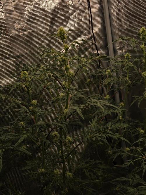 Skunktrail fem. Week 12
