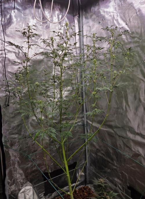 Skunktrail fem. Week 12