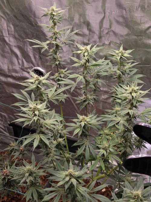 lemon cherry gelato. Week 12