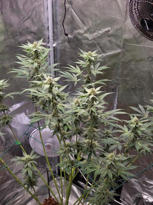lemon cherry gelato. Week 12