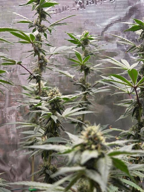 lemon cherry gelato. Week 12
