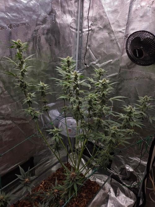 lemon cherry gelato. Week 12
