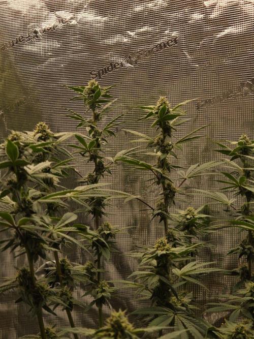 lemon cherry gelato. Week 12