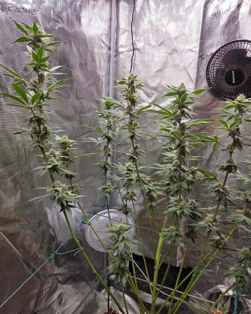 lemon cherry gelato. Week 12