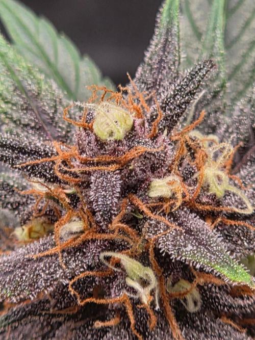 lemon cherry cookies auto. Week 11