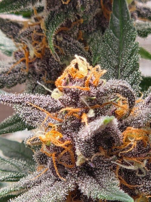 lemon cherry cookies auto. Week 11