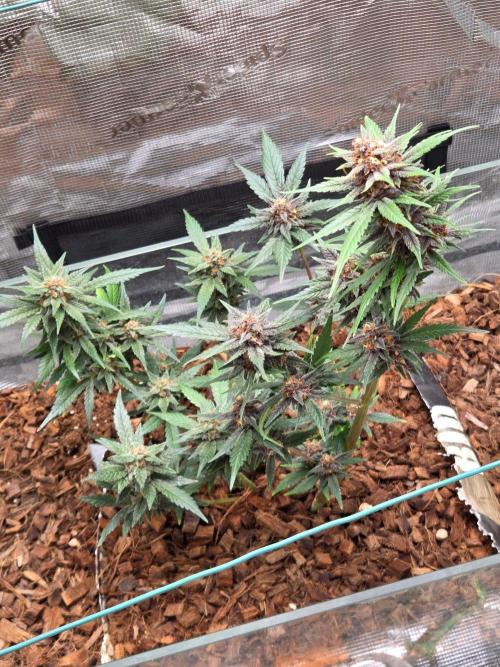 lemon cherry cookies auto. Week 12