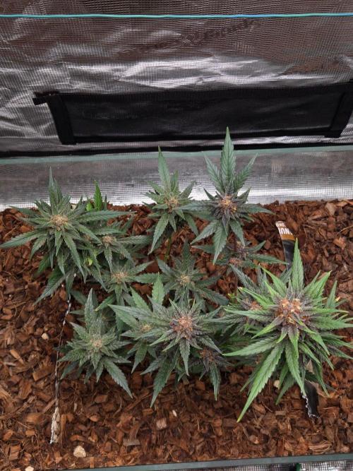 lemon cherry cookies auto. Week 12