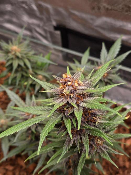 lemon cherry cookies auto. Week 12