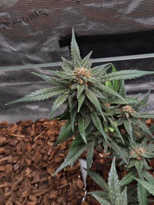 lemon cherry cookies auto. Week 12