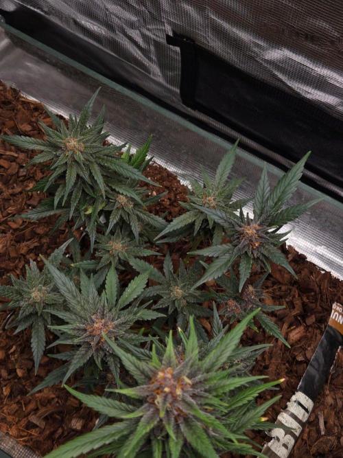 lemon cherry cookies auto. Week 12