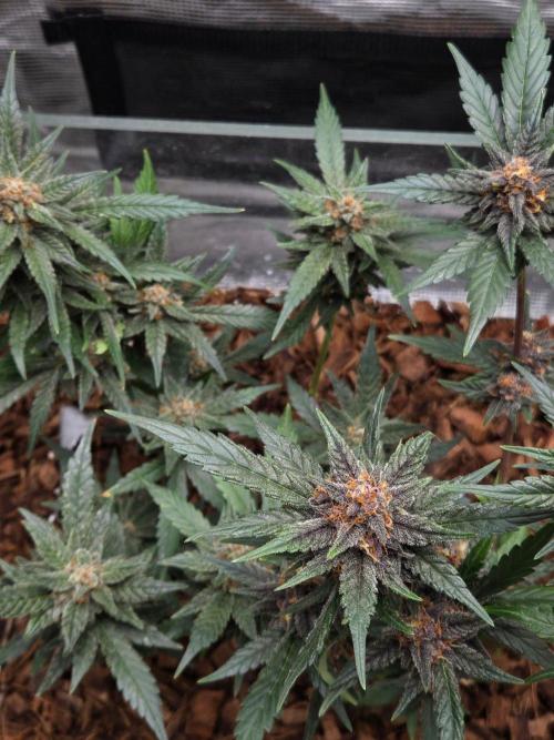 lemon cherry cookies auto. Week 12