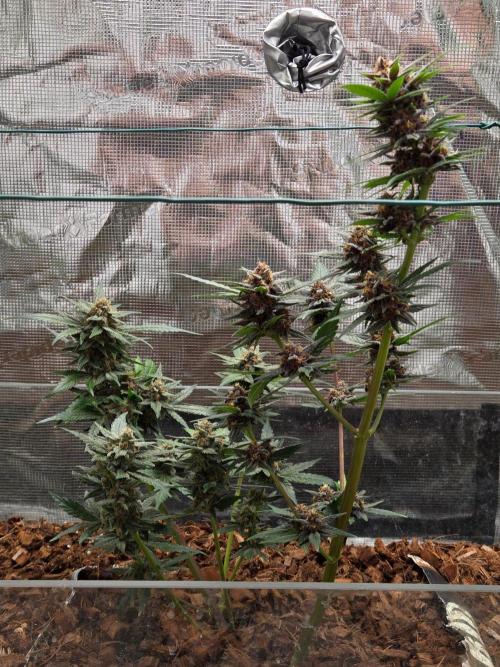 lemon cherry cookies auto. Week 12