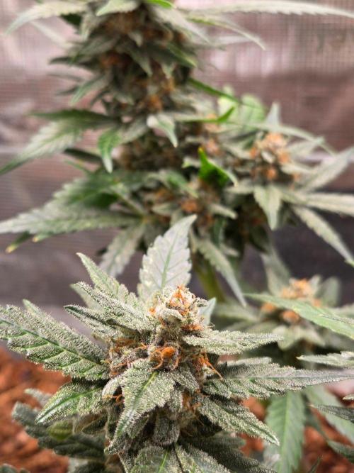 lemon cherry cookies auto. Week 12