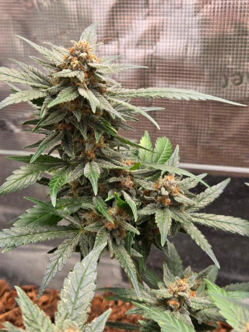 lemon cherry cookies auto. Week 12