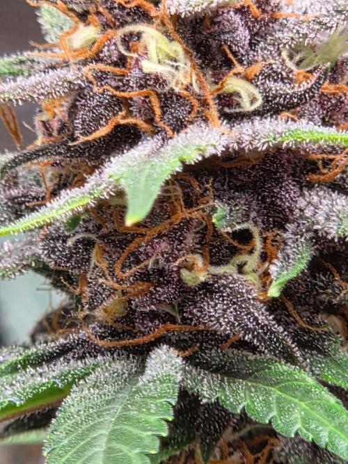 lemon cherry cookies auto. Week 12