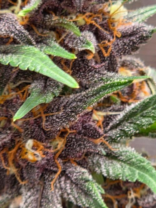 lemon cherry cookies auto. Week 12