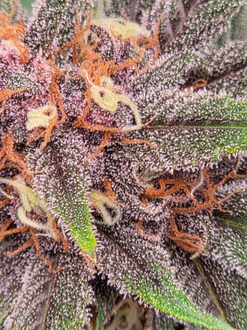 lemon cherry cookies auto. Week 12
