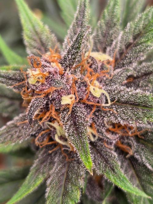 Lemon Cherry Cookies Auto. Week 12