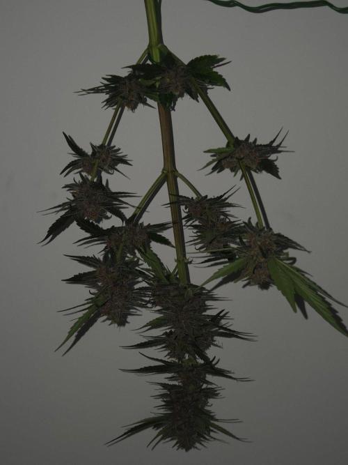 lemon cherry cookies auto. Week 13