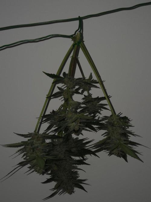 lemon cherry cookies auto. Week 13