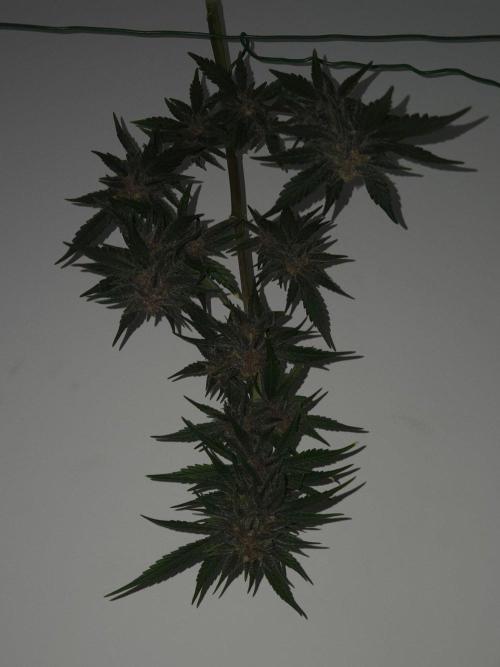 lemon cherry cookies auto. Week 13