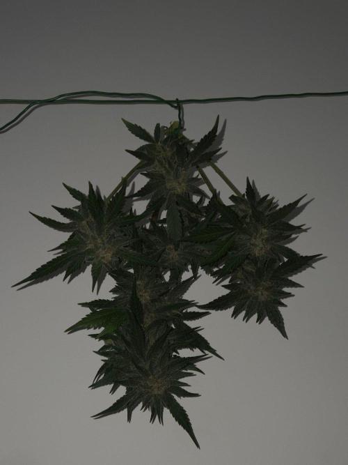 lemon cherry cookies auto. Week 13