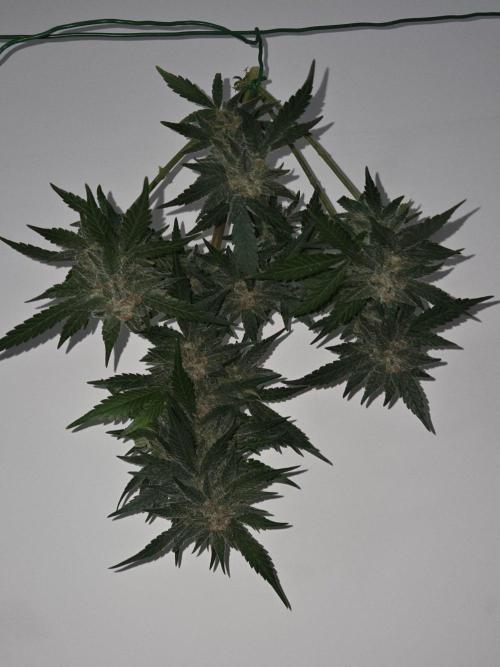 lemon cherry cookies auto. Week 13
