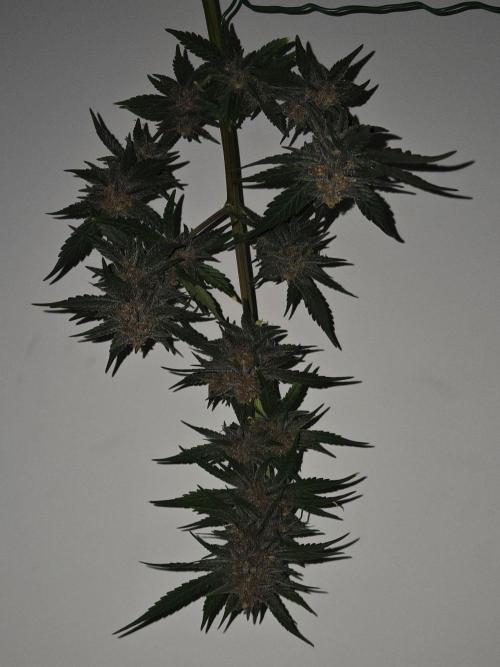Lemon Cherry Cookies Auto. Week 13